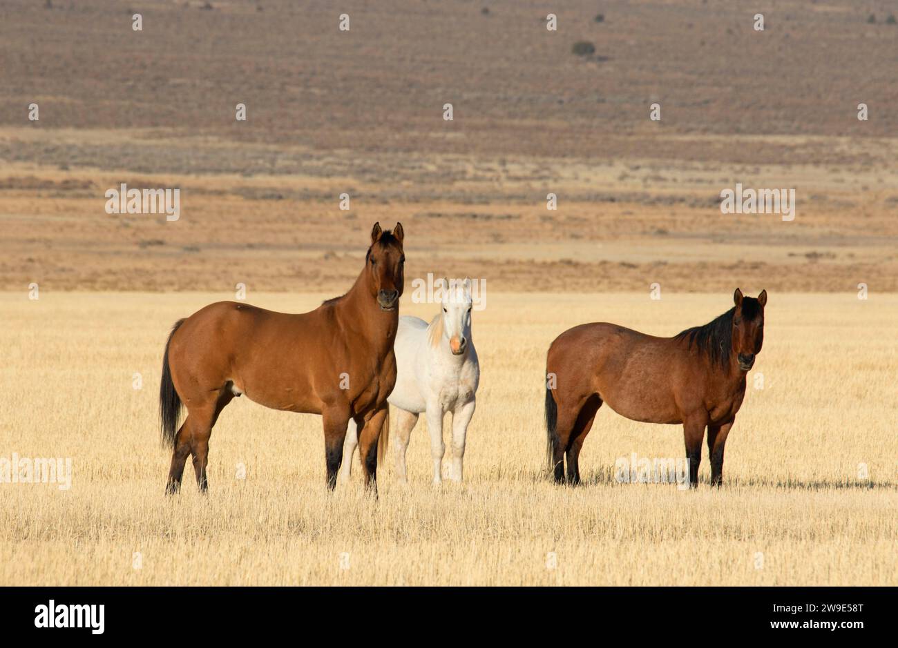 Cavalli a Cedar Valley, Utah County, Utah Foto Stock