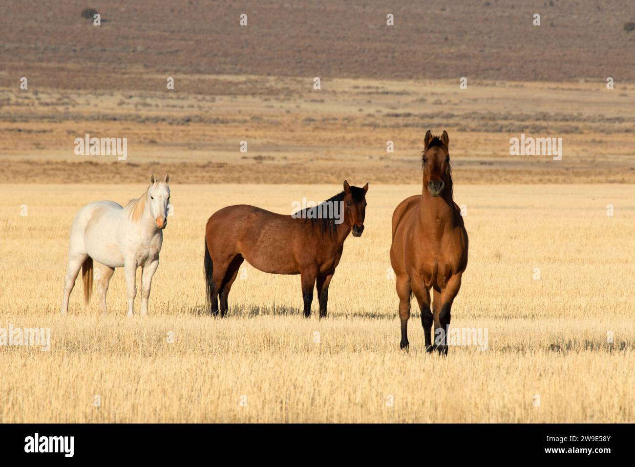 Cavalli a Cedar Valley, Utah County, Utah Foto Stock