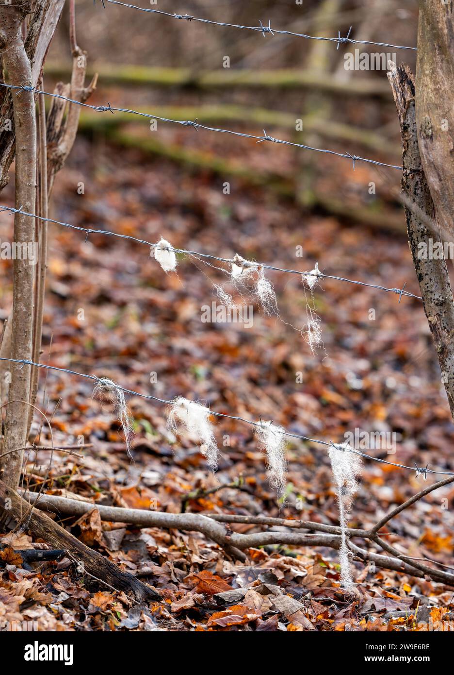 Una scena all'aperto con una recinzione in filo spinato con lichene bianco Foto Stock