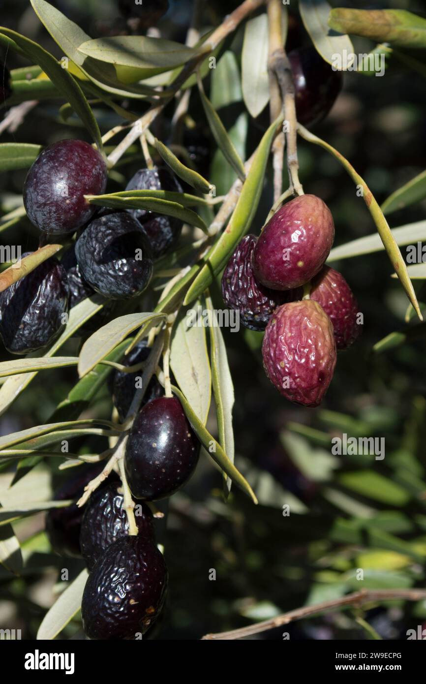 Olive picual mature sull'olivo. Oliveto spagnolo Foto Stock