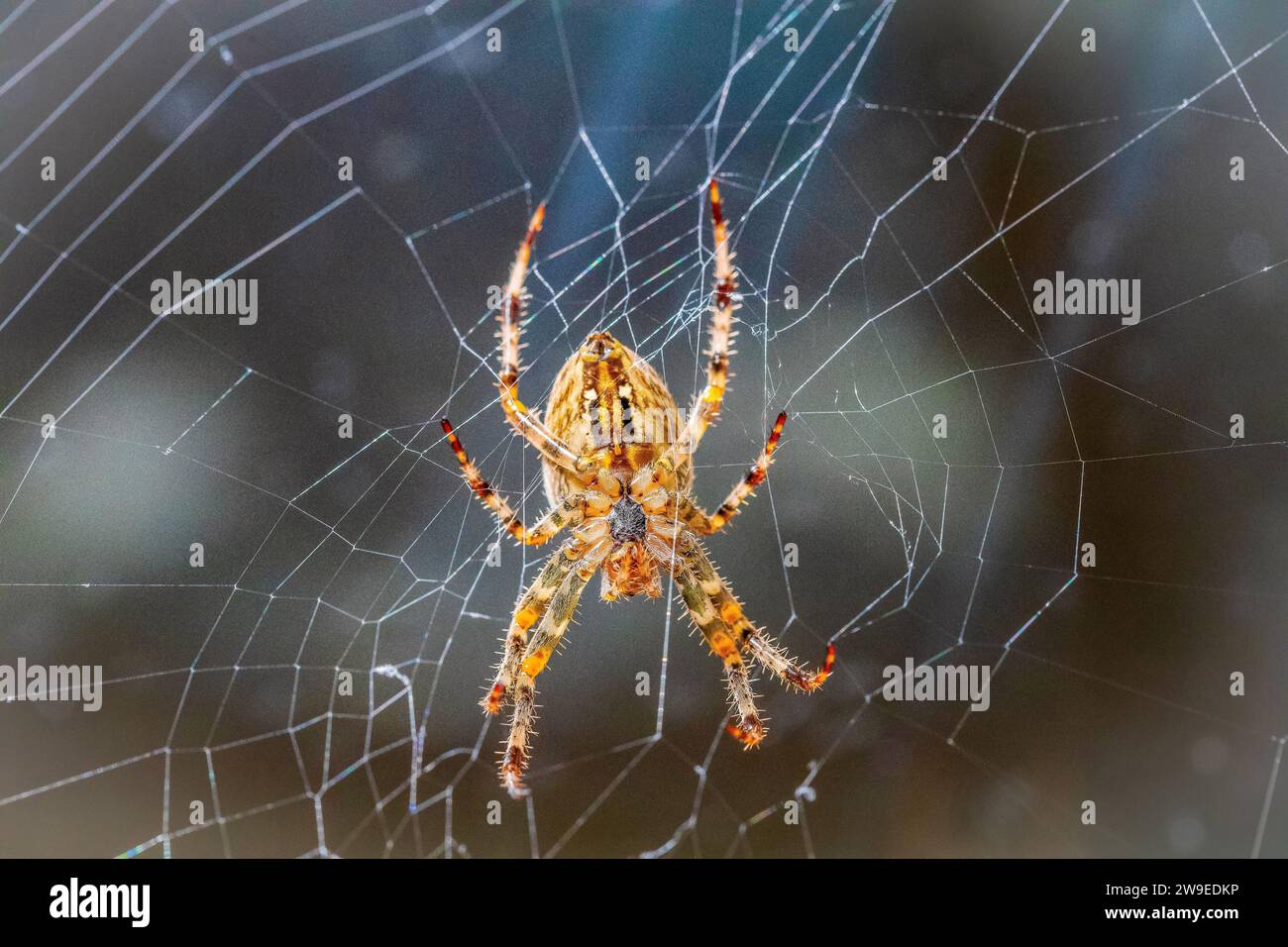 Ritratto di ragno arancio peloso (ragno europeo o ragno crociato o ragno crociato o ragno diadema, Araneus diadematus) grande e bella brigh Foto Stock