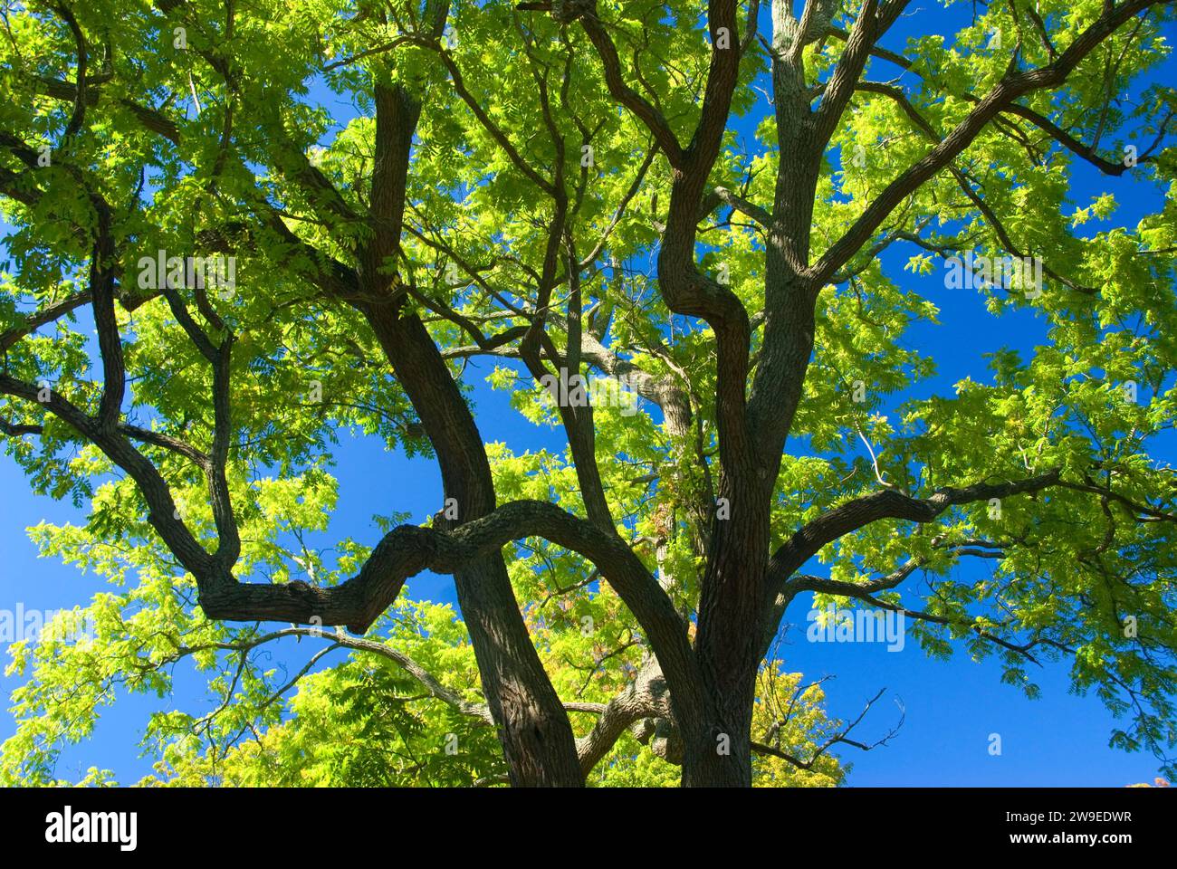 Albero di noce, Firenze Griswold Museum, Connecticut Foto Stock