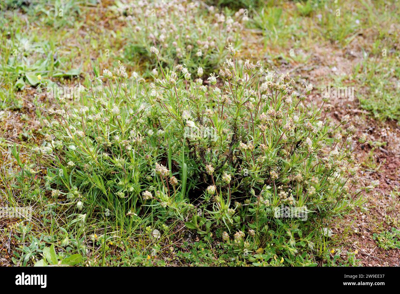 Lo psyllium o ispaghula (Plantago psyllium o Plantago afra) è una pianta annuale medicinale originaria del bacino del Mediterraneo. Questa foto è stata scattata a Guadalaj Foto Stock