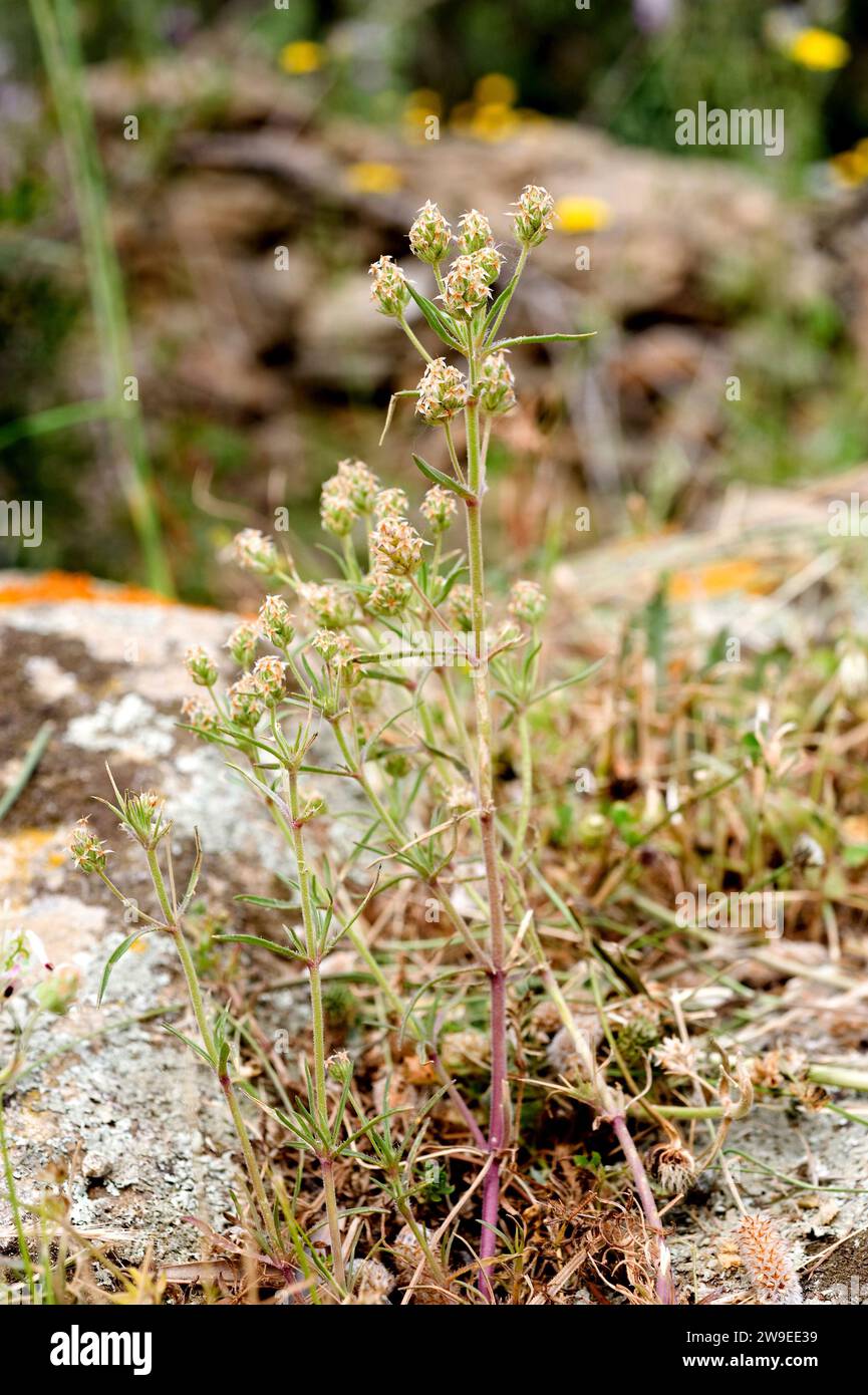 Lo psyllium o ispaghula (Plantago psyllium o Plantago afra) è una pianta medicinale utilizzata come diarrea e ipercolesterolemia. È originario del Mediterraneo occidentale Foto Stock