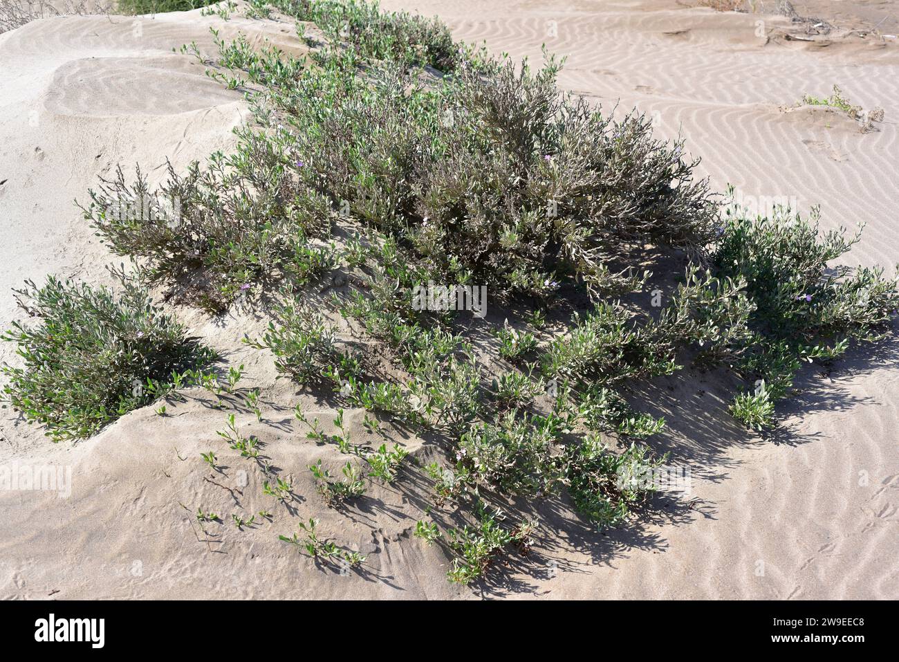 Il Salado (Limoniastrum monopetalum) è un arbusto halophyte originario delle coste del bacino del Mediterraneo, della penisola iberica meridionale, del Delta del Ebro, del Sardin meridionale Foto Stock