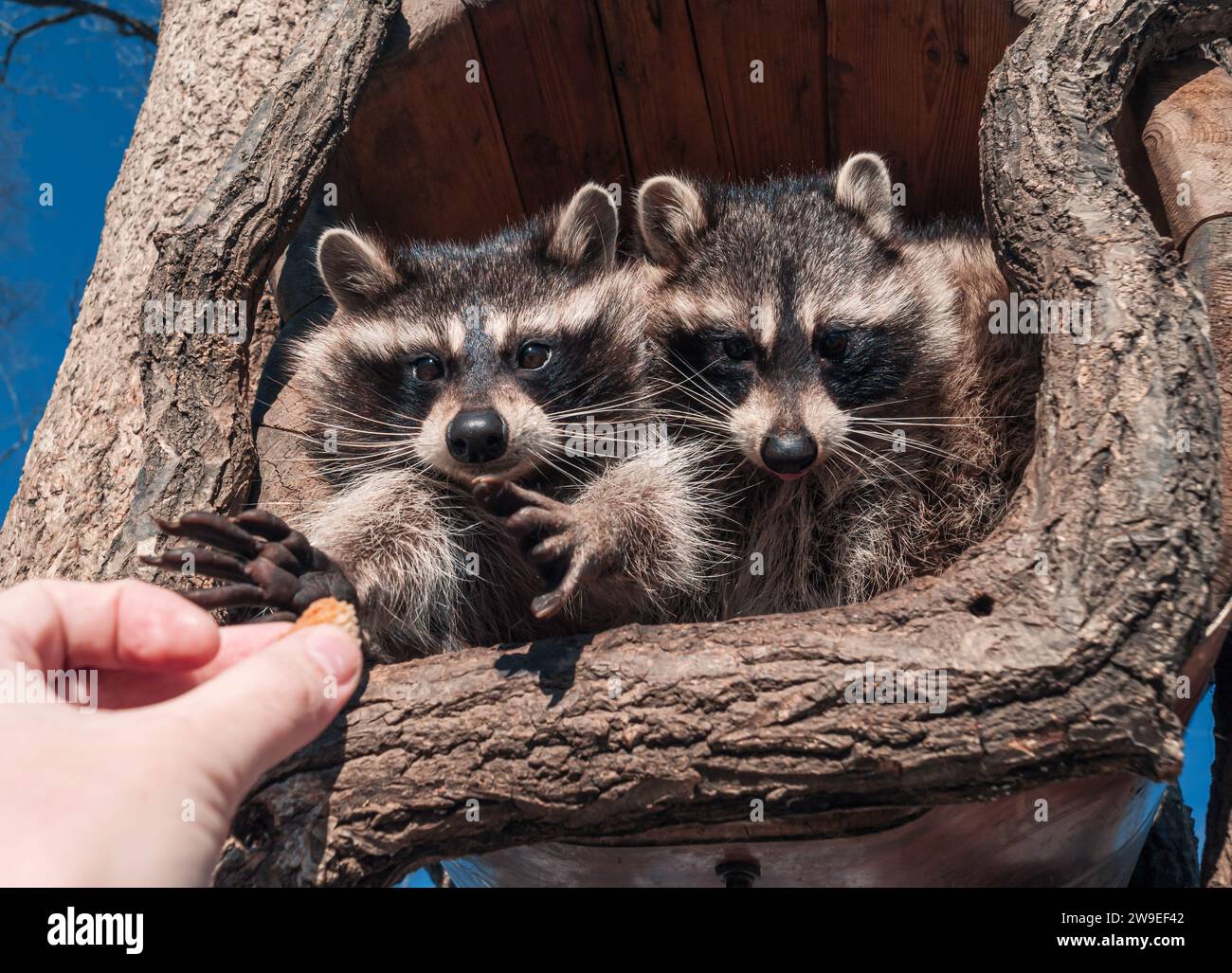 Due simpatici procioni prendono dei pezzi di pane con le loro piccole mani da una mano umana e mangiano avidamente. Foto Stock