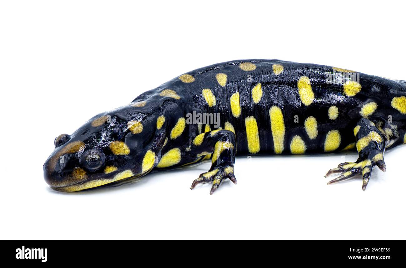 Salamandra tigre orientale selvatica maschile - Ambystoma tigrinum tigrinum - macchie nere e luminose di giallo limone con la testa in alto. Florida centro-settentrionale V Foto Stock