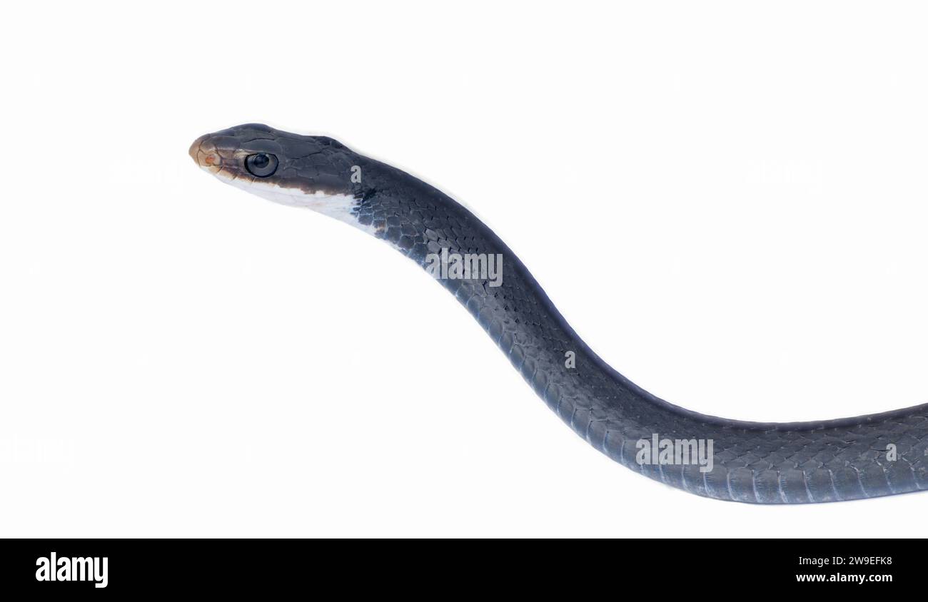 Coluber constrictor priapus è una delle specie più comuni di serpente nel sud-est degli Stati Uniti Foto Stock