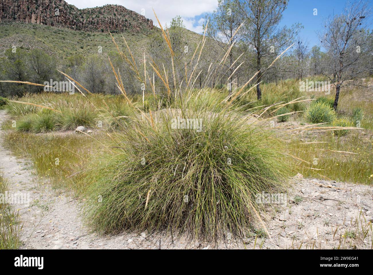 Lo sparto (Stipa tenacissima) è un'erba perenne endemica della penisola iberica meridionale e dell'Africa settentrionale. Produce una fibra utilizzata per la fabbricazione di cestini e. Foto Stock