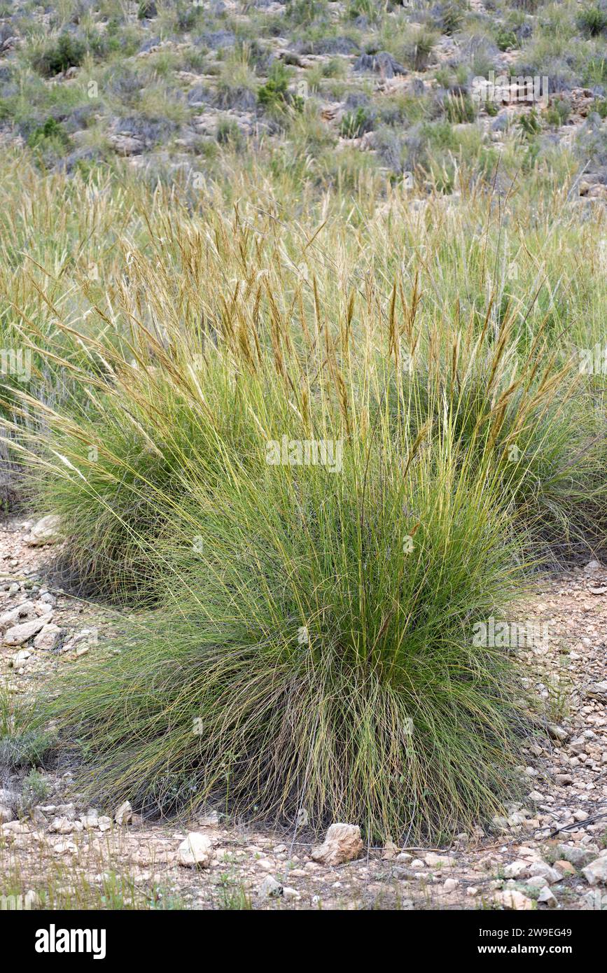 Lo sparto (Stipa tenacissima) è un'erba perenne endemica della penisola iberica meridionale e dell'Africa settentrionale. Produce una fibra utilizzata per la fabbricazione di cestini e. Foto Stock