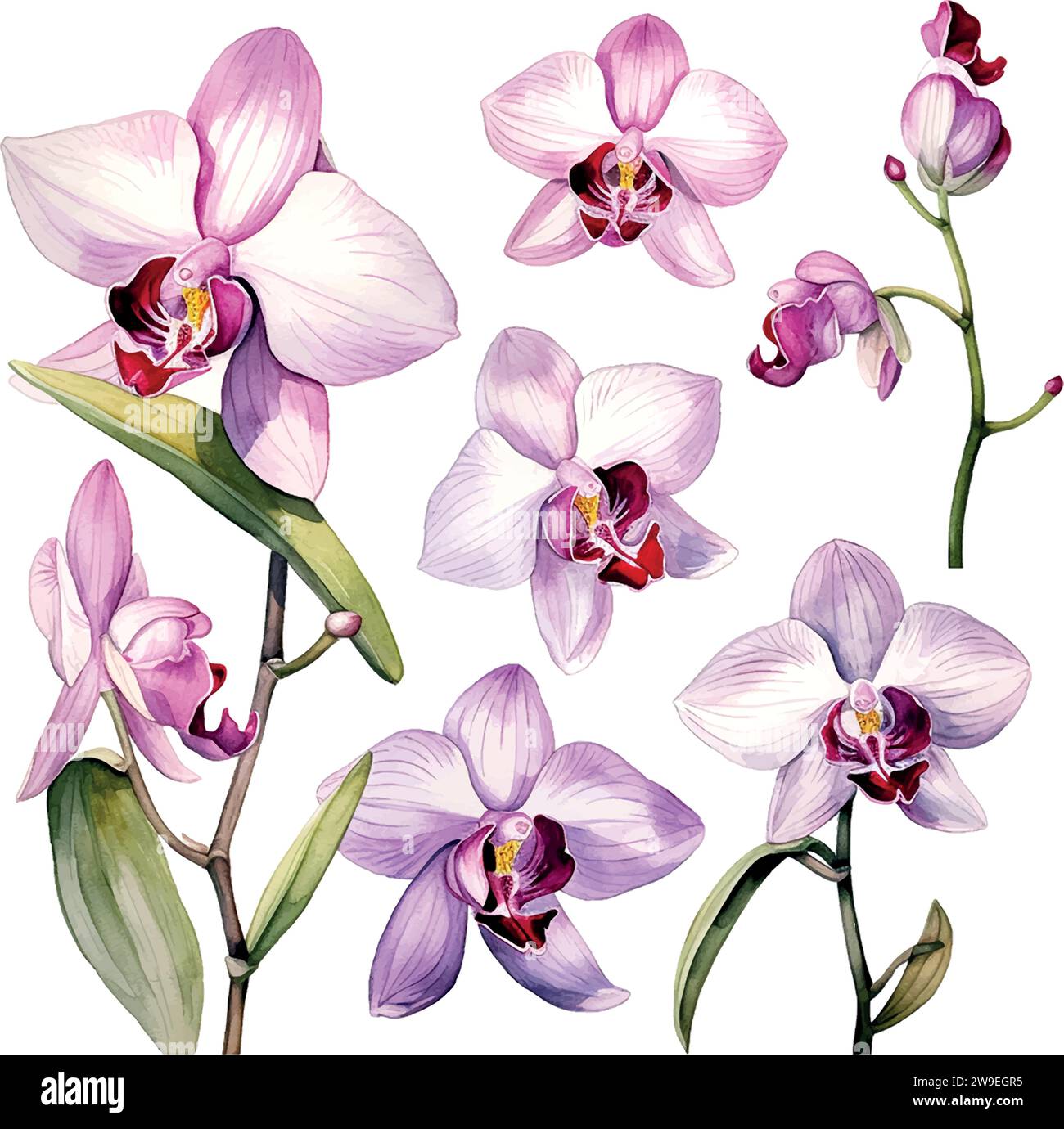 fiore, acquerello di orchidee fioritura botanica Illustrazione Vettoriale