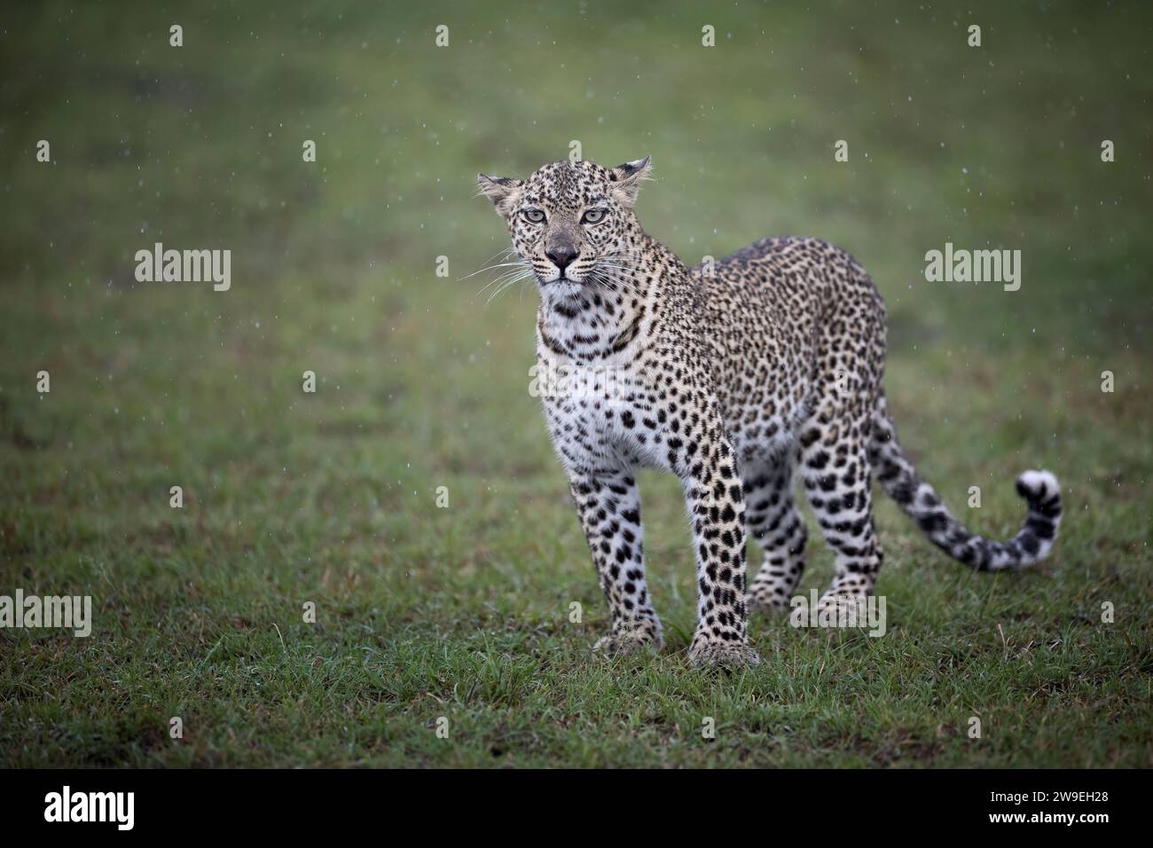 Lo sguardo del leopardo entra direttamente nella fotocamera: Piove molto pesantemente, Masai Mara, Olare Motorogi Conservancy, Kenya. Foto Stock