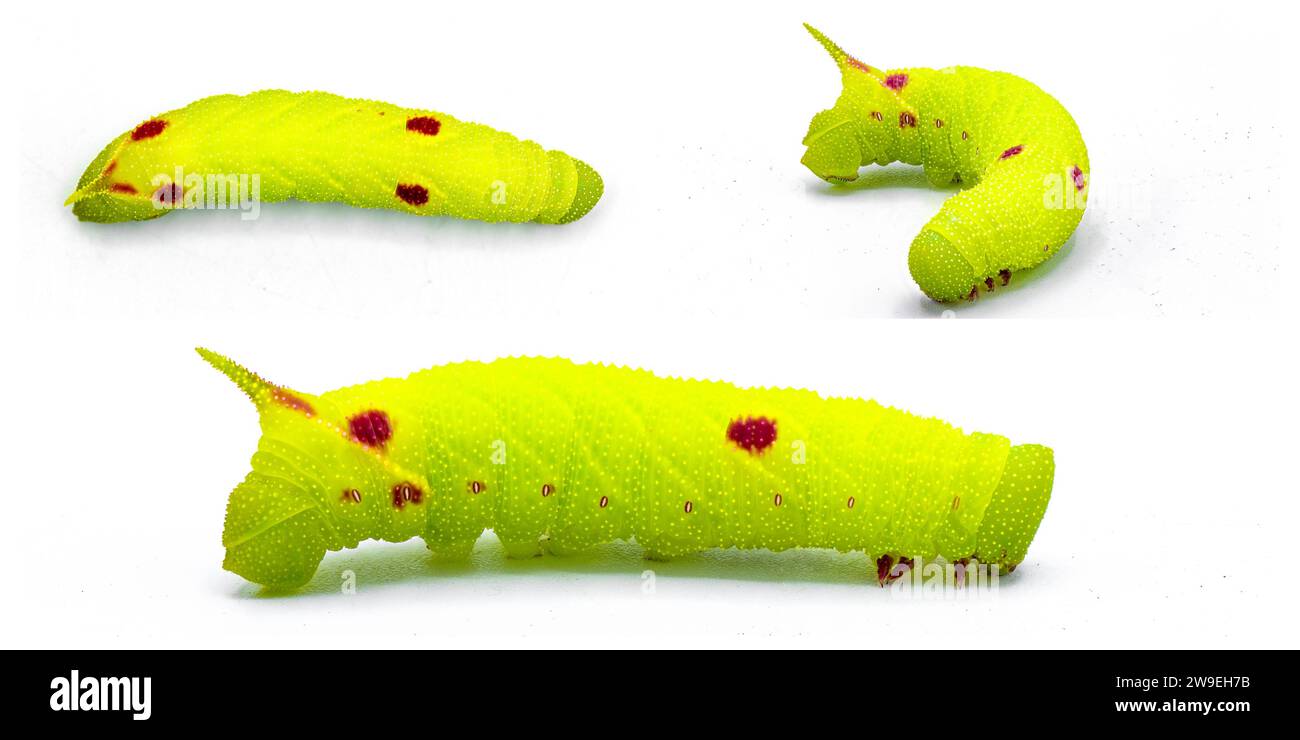 Falena sfinge con occhi piccoli - miopi Paonias - larva caterpillar di colore verde lime con macchie o puntini rossi. Falena in seta con corna o verme. Isolato su bianco Foto Stock