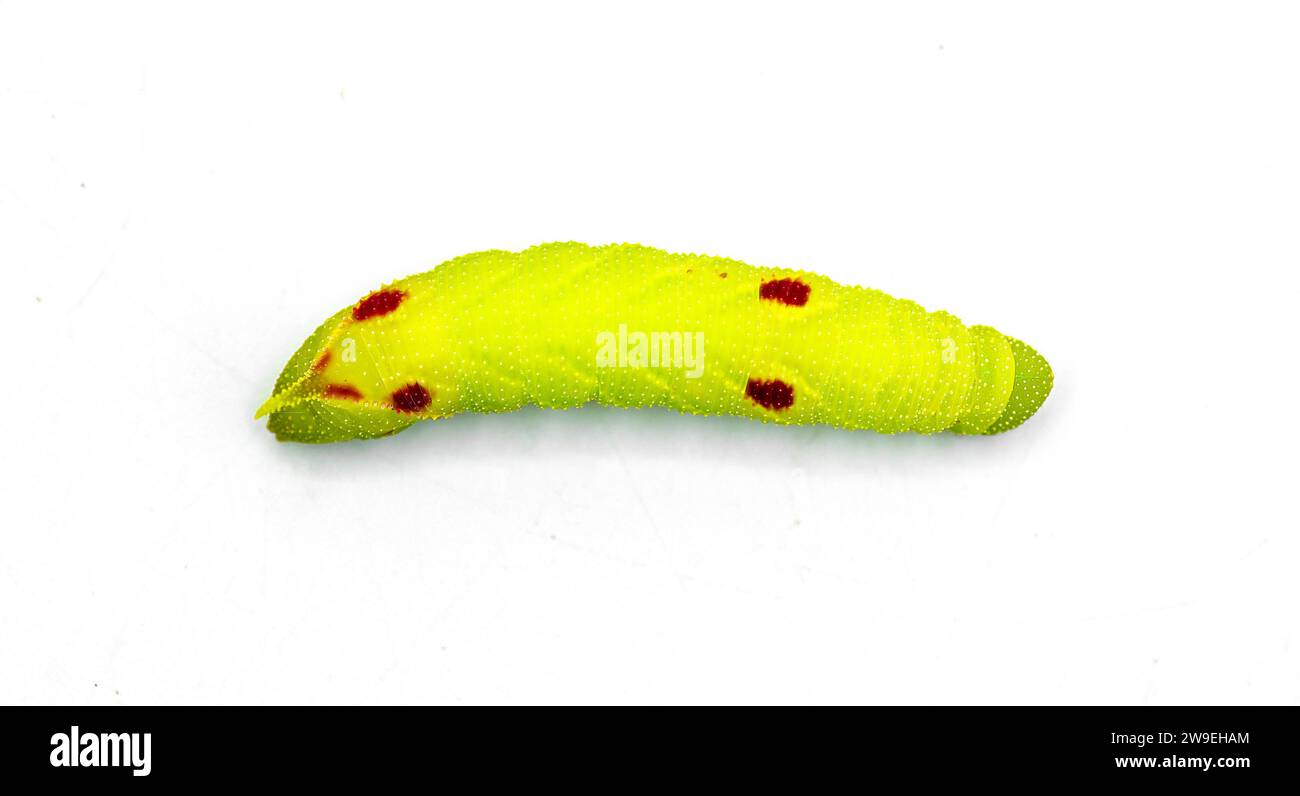 Falena sfinge con occhi piccoli - miopi Paonias - larva caterpillar di colore verde lime con macchie o puntini rossi. Falena in seta con corna o verme. Isolato su bianco Foto Stock