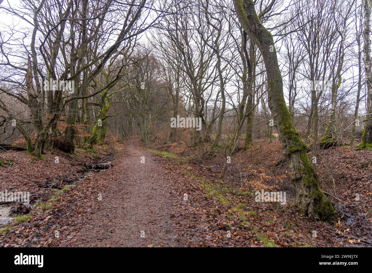 Trübes Winterwetter in Hessen Trüb zeigt sich der Wald am Hünerberg im Taunus., Kronberg Hessen Deutschland *** tempo invernale nuvoloso in Assia la foresta sul Hünerberg nei monti Taunus , Kronberg Assia Germania Foto Stock