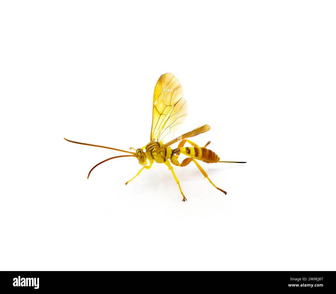 Femmina adulta Ichneumon Wasp Neotheronia bicincta floridana - con ovipositore lungo isolato su sfondo bianco. Colori arancione e giallo con S nero Foto Stock