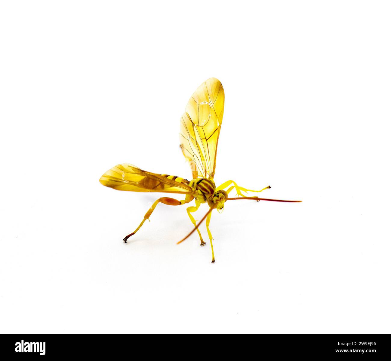 Femmina adulta Ichneumon Wasp Neotheronia bicincta floridana - con ovipositore lungo isolato su sfondo bianco. Colori arancione e giallo con S nero Foto Stock