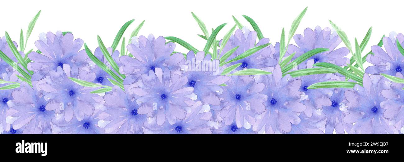 Fiori a margherita blu disegnati a mano bordo senza cuciture isolato su sfondo bianco. Utilizzabile per etichette, nastri, decorazioni e altri prodotti stampati Foto Stock