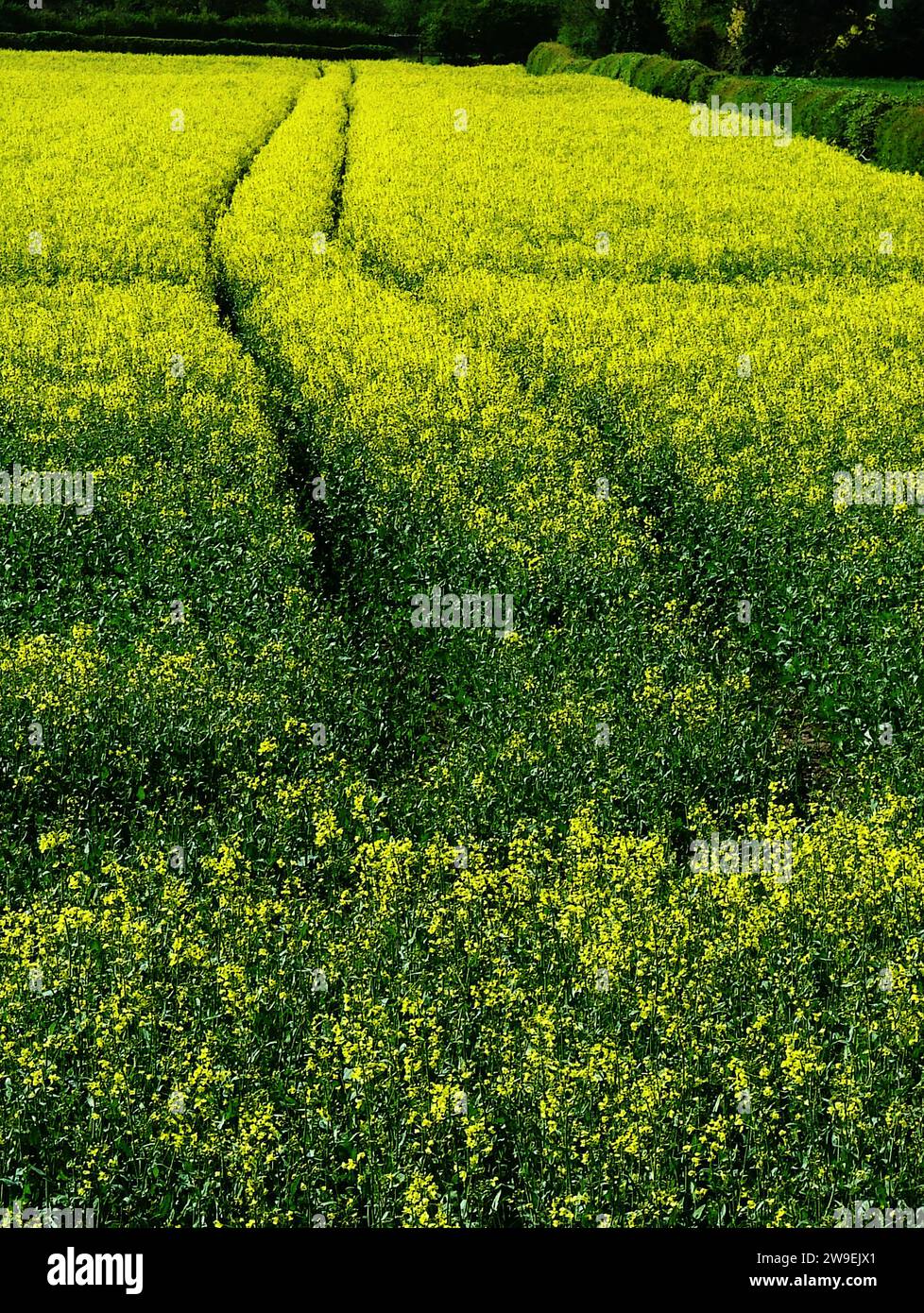 Arte della colza (Brassica napus subsp. napus) il campo in fiore, i sentieri che conducono a distanza, la colza o la colza è un prodotto fiorito di colore giallo brillante Foto Stock