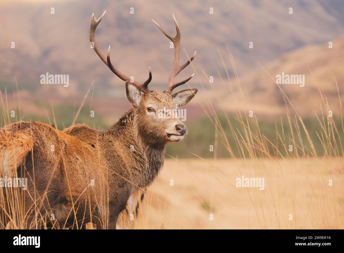 Ritratto della fauna selvatica di un cervo rosso scozzese (Cervus elaphus scoticus) nella campagna montana di Glen Etive nelle Highlands scozzesi, Scozia. Foto Stock