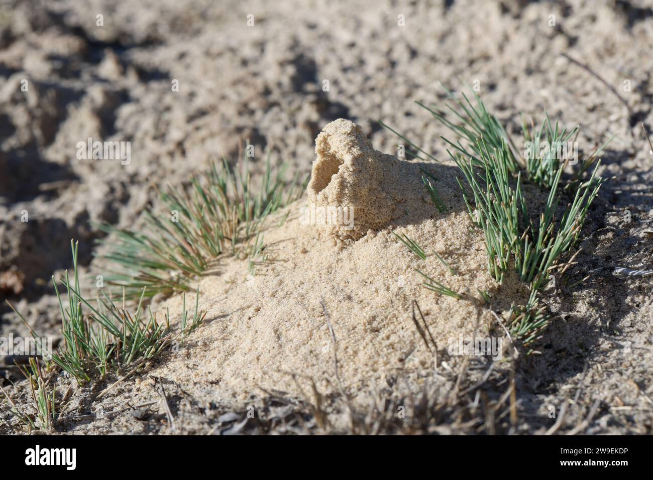 Kotwespe, Mellinus arvensis, Nesthaufen, Nest, Nesteingang aus Sand, Grabwespe, vespa per scavatrici da campo Foto Stock
