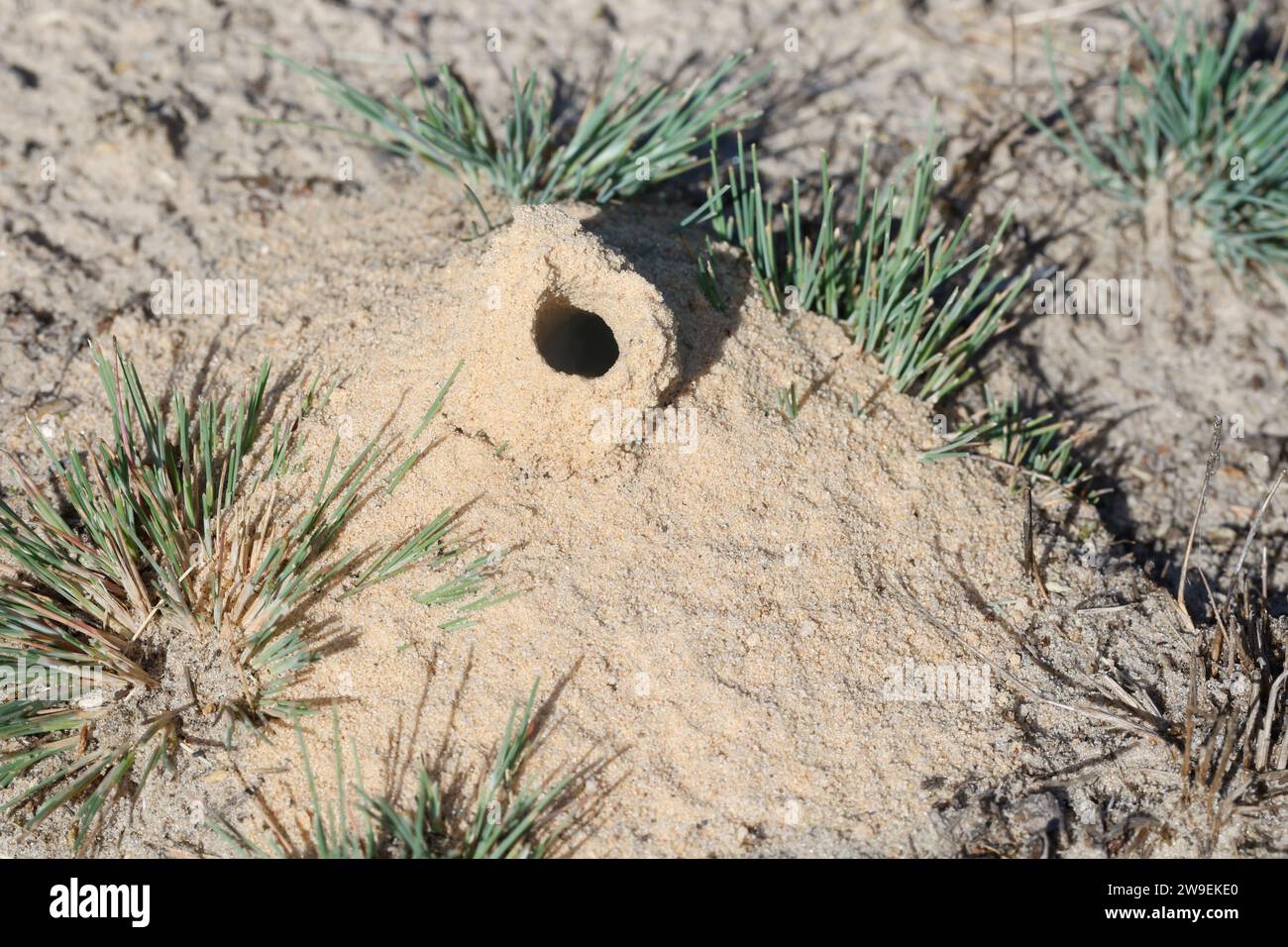 Kotwespe, Mellinus arvensis, Nesthaufen, Nest, Nesteingang aus Sand, Grabwespe, vespa per scavatrici da campo Foto Stock