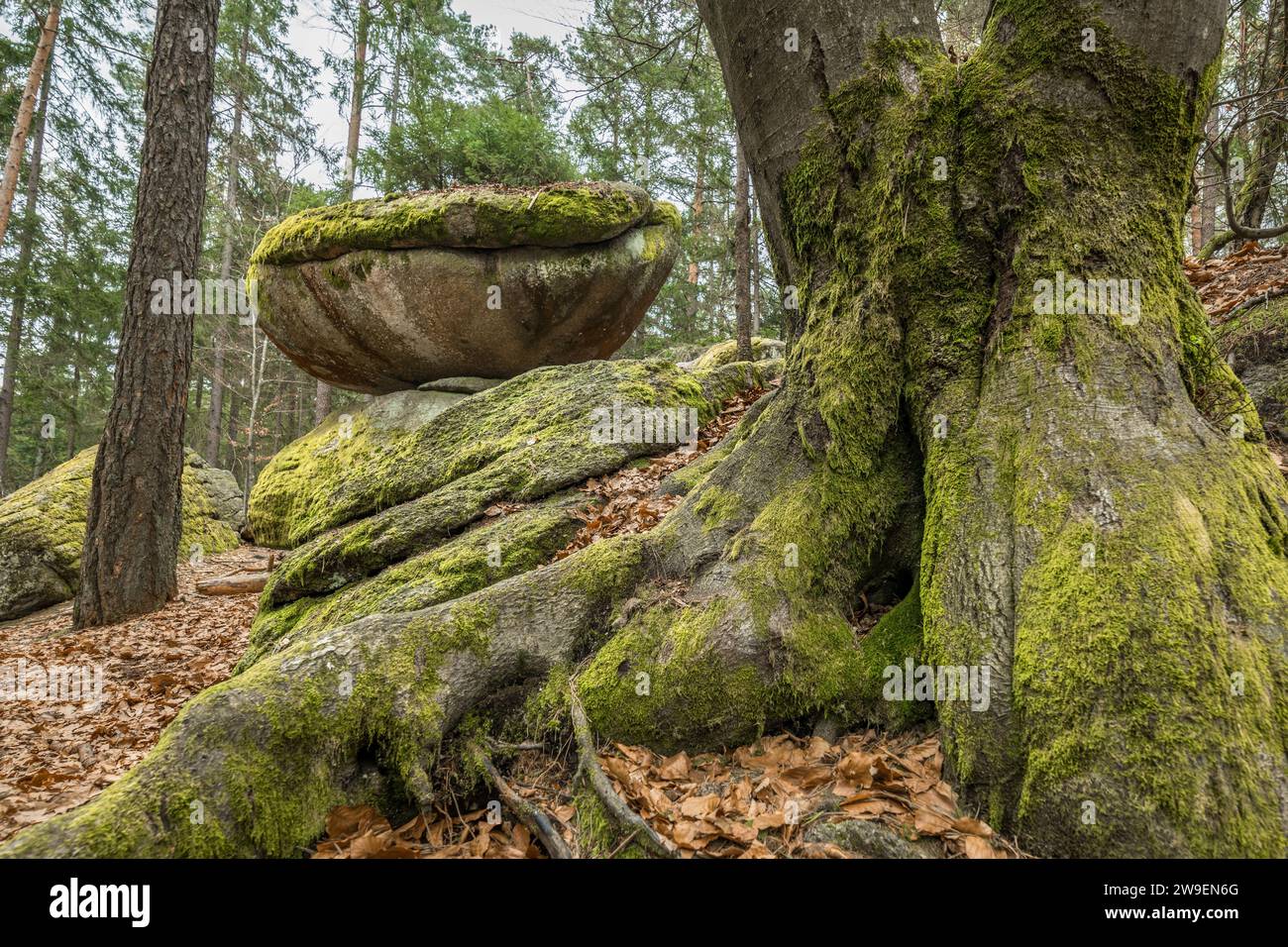 Wackelstein nei pressi di Thurmansbang megalith granito formazione in inverno nella foresta bavarese, Germania Foto Stock