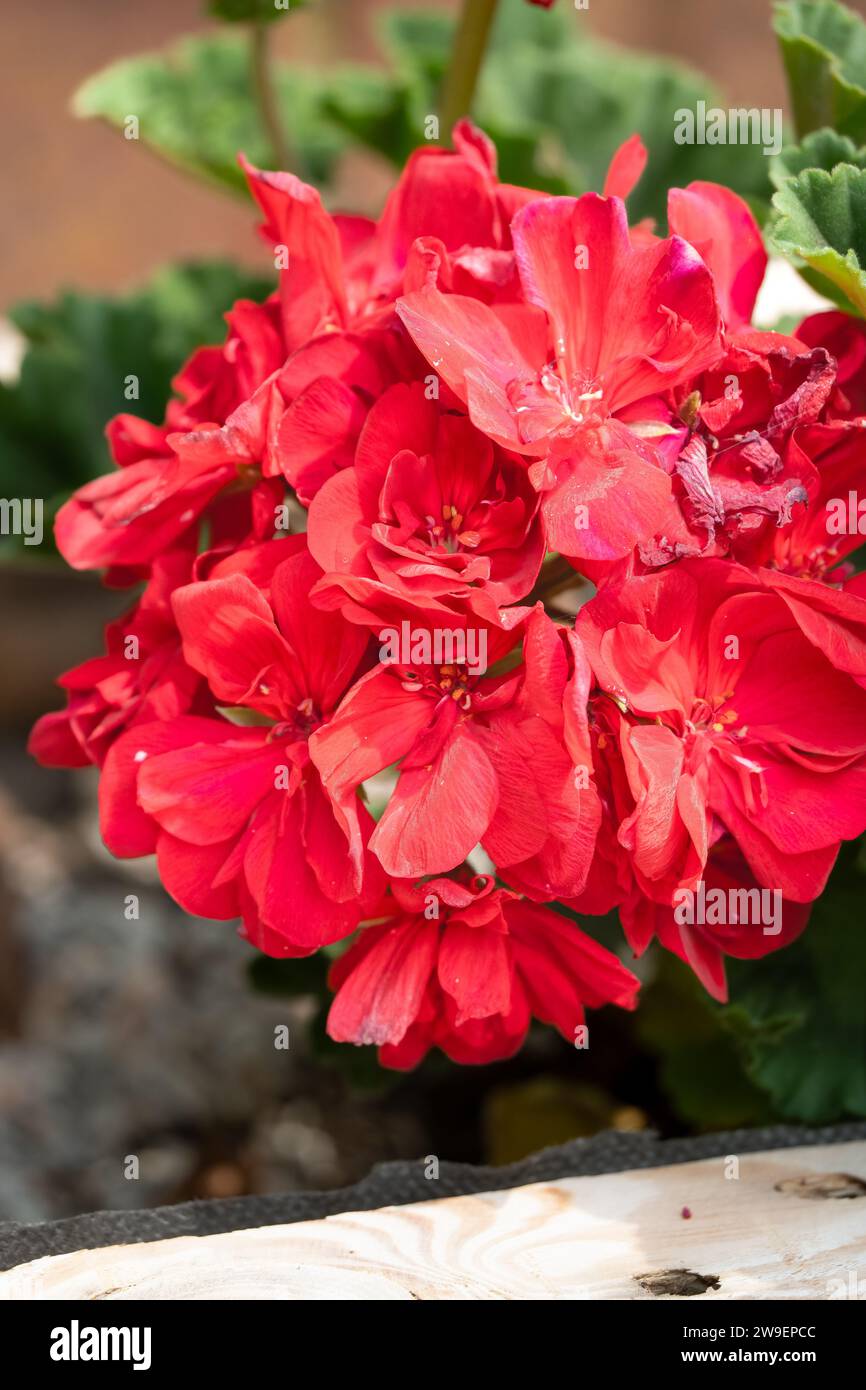 primo piano dettagliato di fiori di geranio rosso Foto Stock