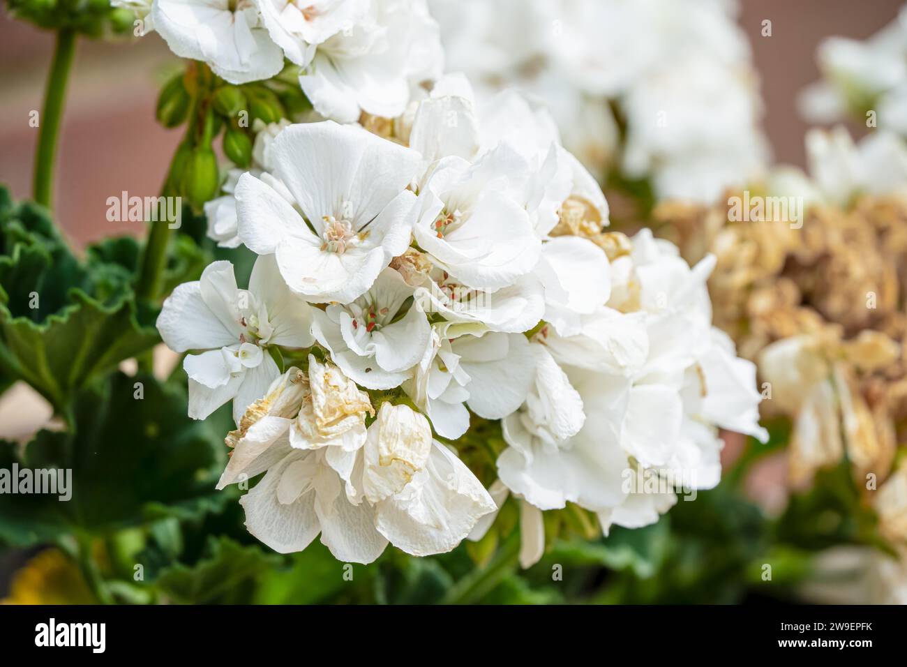 primo piano dettagliato di fiori di geranio bianco Foto Stock
