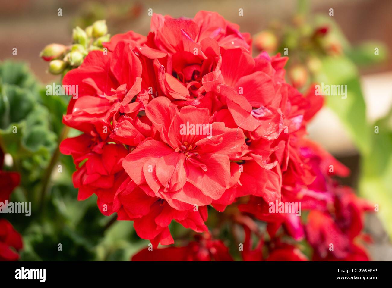 primo piano dettagliato di fiori di geranio rosso Foto Stock