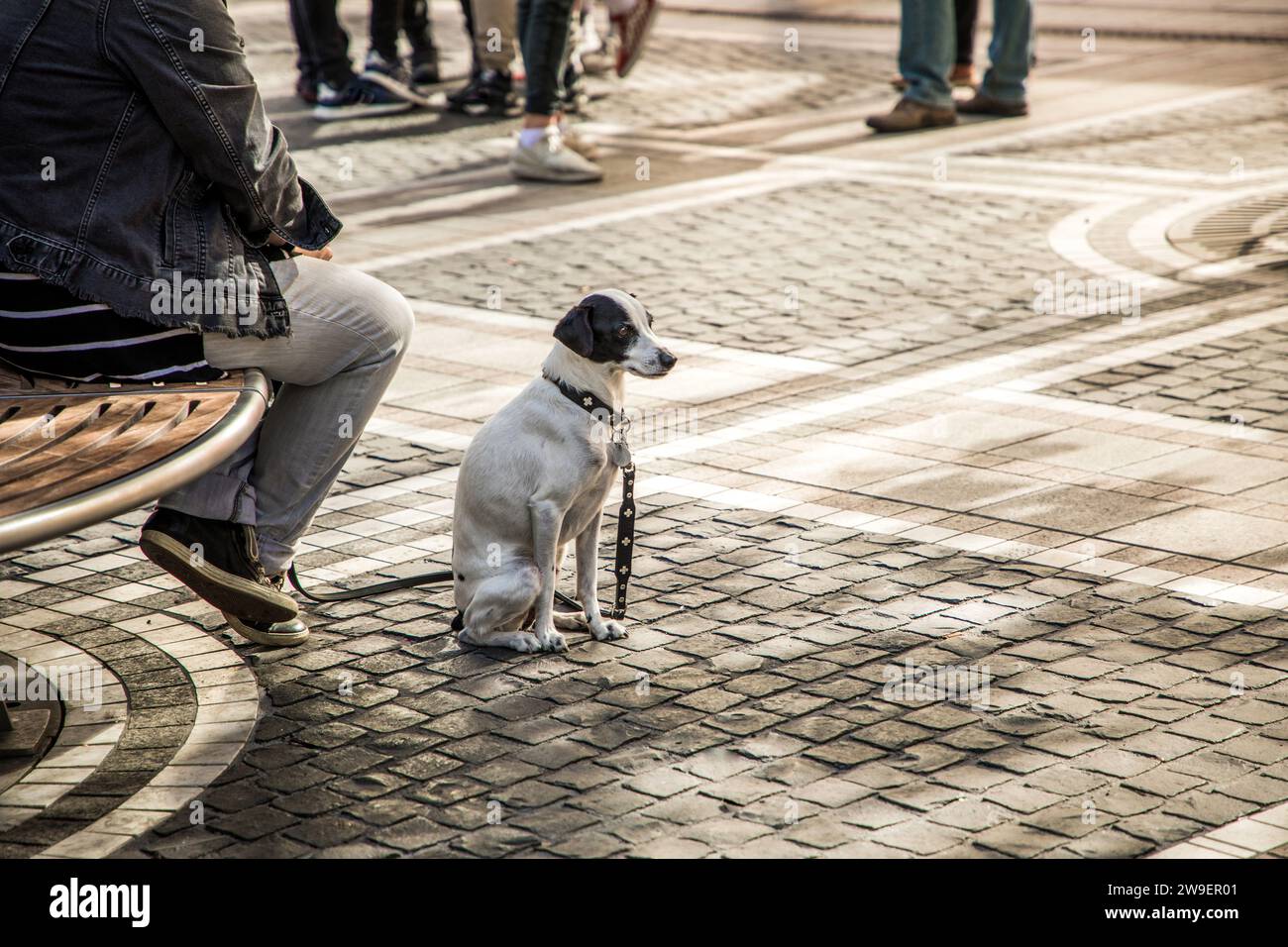 piccolo cane dai capelli lisci bianco e nero si trova vicino ai piedi del proprietario nel parco Foto Stock
