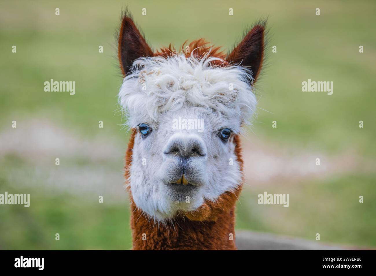 Grazioso alpaca con occhi blu in fattoria. Bellissimo e divertente animale ( Vicugna pacos ) specie di camelide sudamericano. Foto Stock
