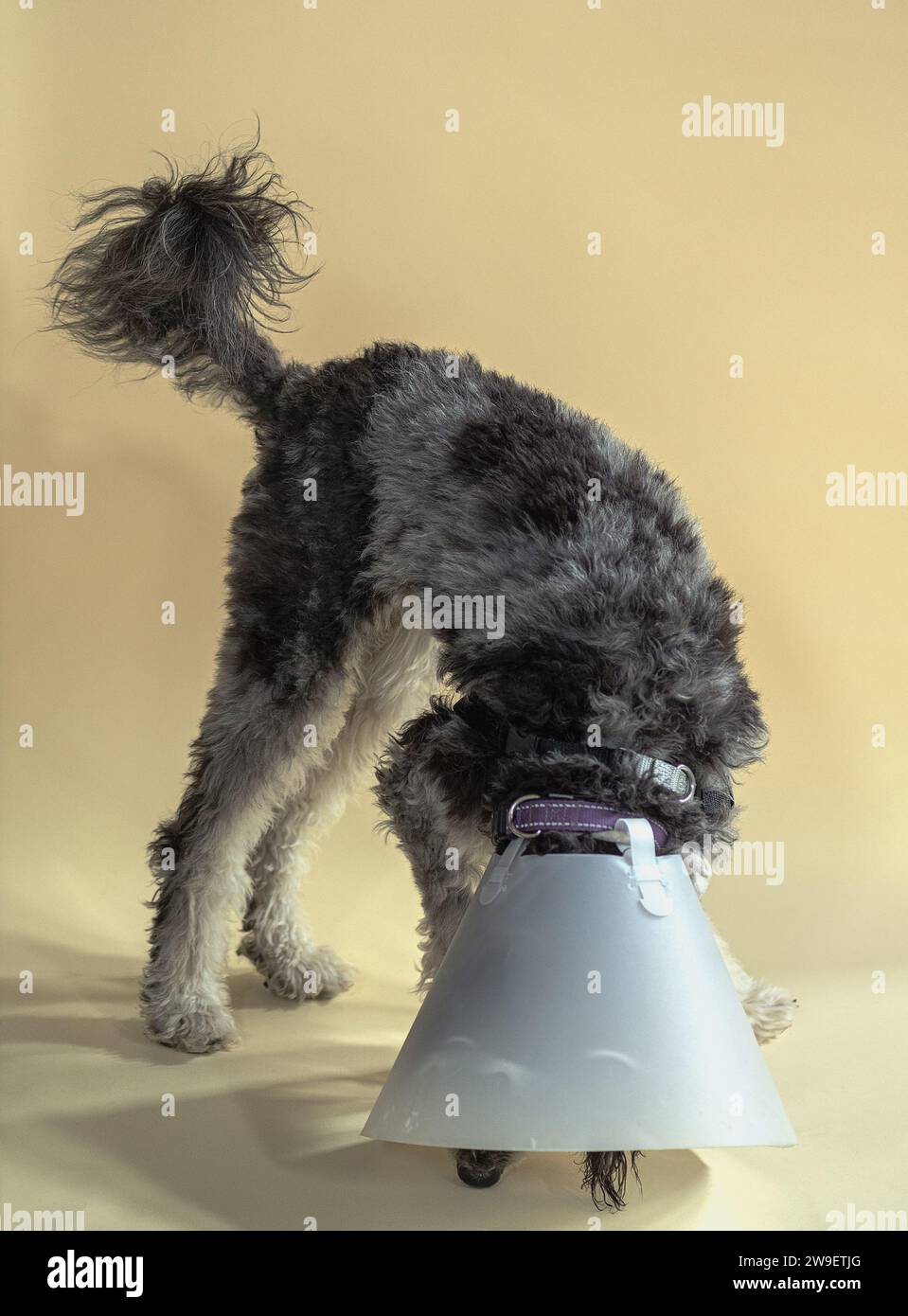 Un Aussie Doodle di 8 mesi in un cono per cani. Foto Stock