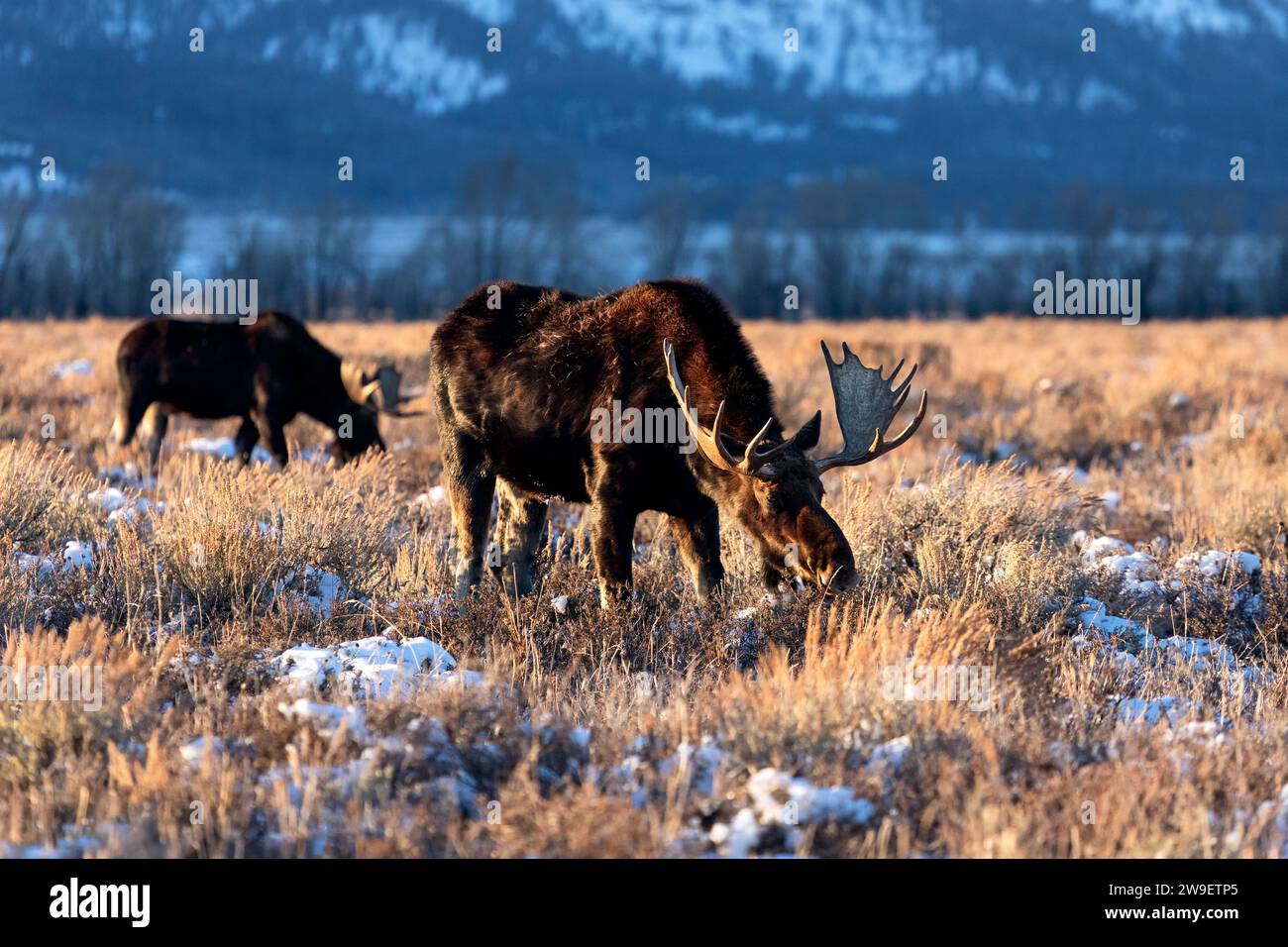 Un paio di alci di toro che pascolano nel Grand Teton National Park, Wyoming Foto Stock