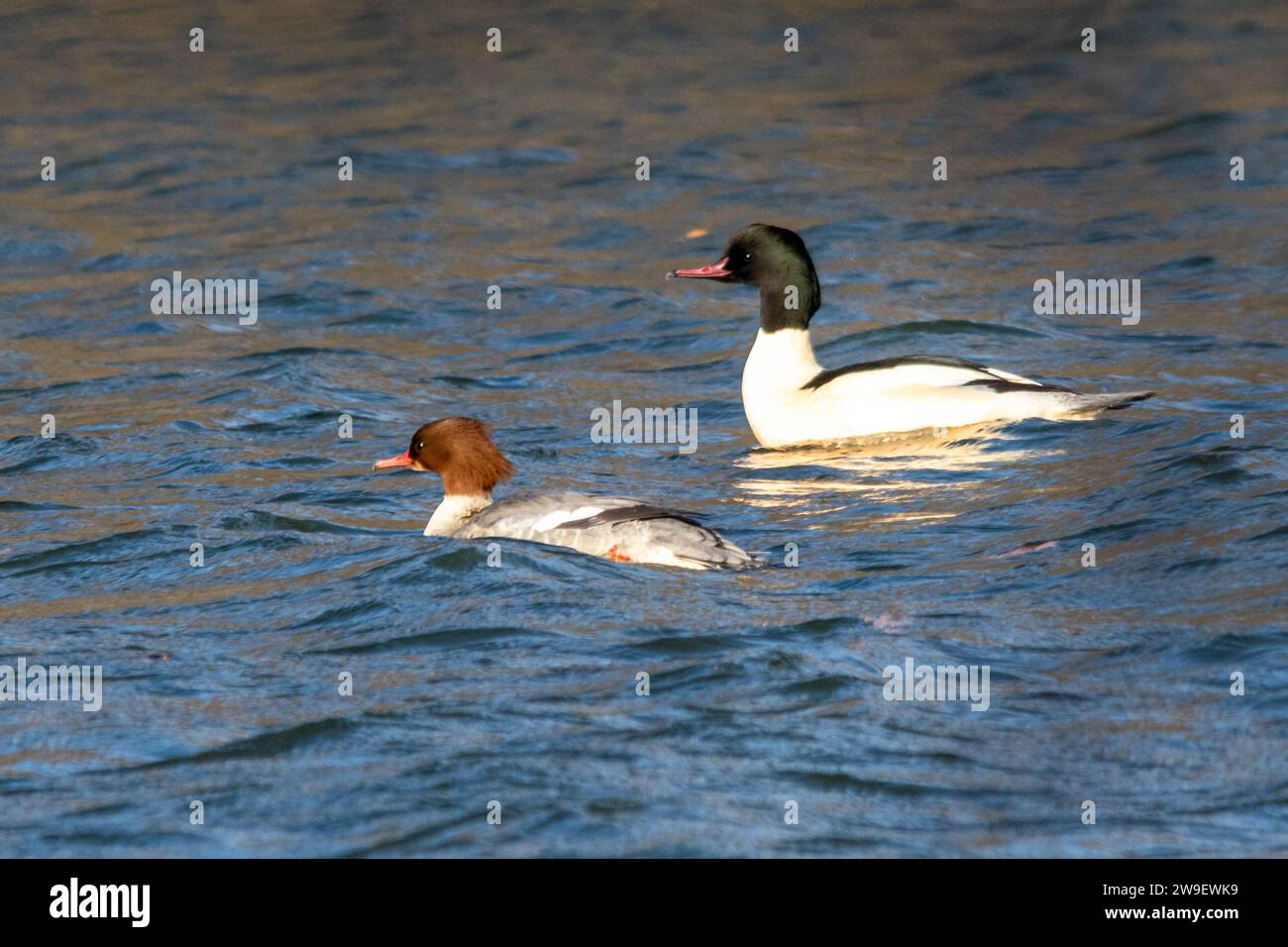 Coppia di goosandri (Mergus merganser) che svernano a Moor Green Lakes, Berkshire, Inghilterra, Regno Unito, nuotando su un lago Foto Stock