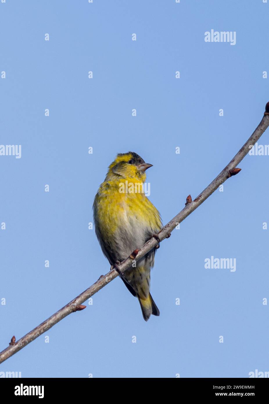 Un uccello di siskin maschile (Spinus spinus) arroccato su un albero, Inghilterra, Regno Unito, una specie di finch Foto Stock