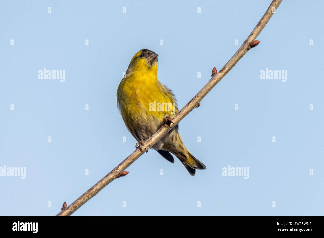 Un uccello di siskin maschile (Spinus spinus) arroccato su un albero, Inghilterra, Regno Unito, una specie di finch Foto Stock