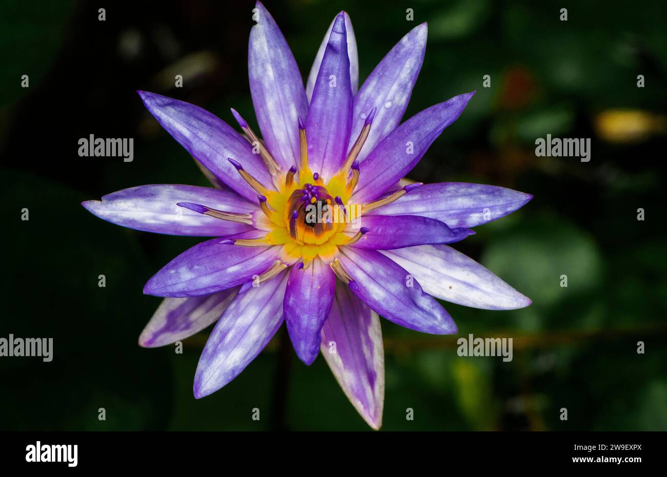 Un vivace fiore di loto con un'ape appollaiata su uno dei suoi delicati petali in piedi al sole Foto Stock