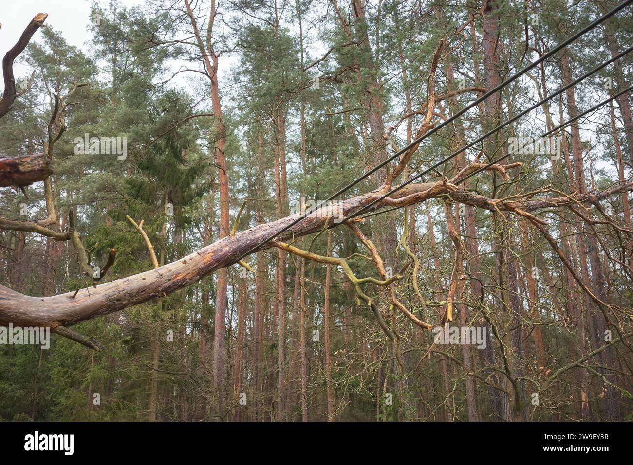 Albero caduto su linee elettriche e di comunicazione in una foresta, concentrazione selettiva. Foto Stock