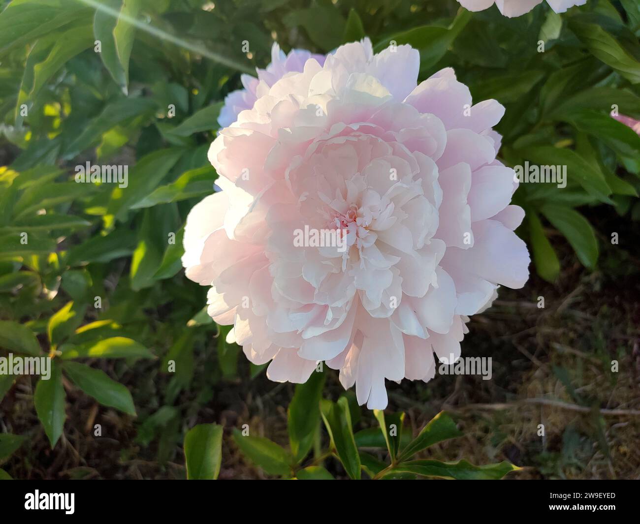 Grande fiore di peonia con grandi petali di colore rosa con foglie verdi da vicino. Splendida fioritura del bellissimo fiore di peonia. In primavera fioriscono bellissimi fiori di peonia su un aiuole nel giardino del parco Foto Stock