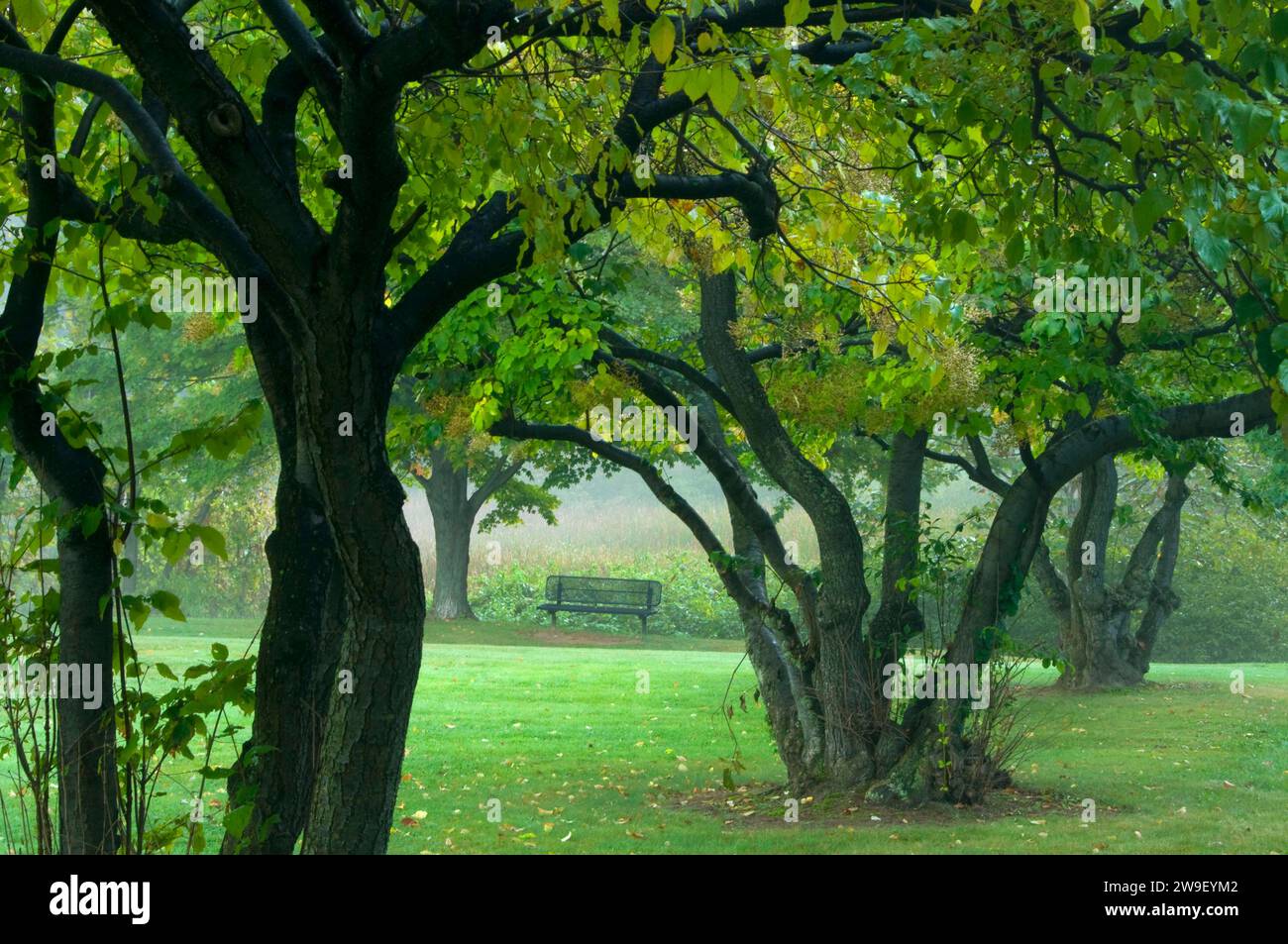 Parco panchina per alberi, AW Stanley Park, New Britain, Connecticut Foto Stock