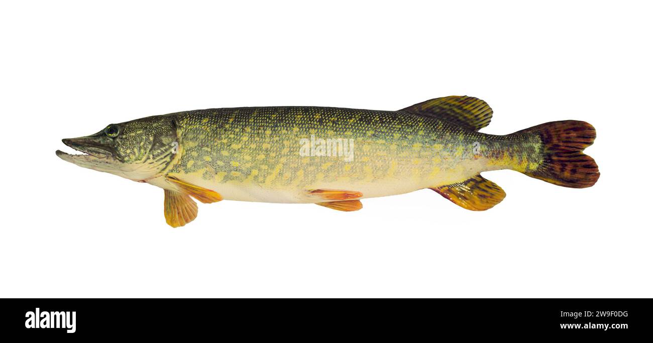 Pike Common Fish (Esox Lucius) isolato Foto Stock