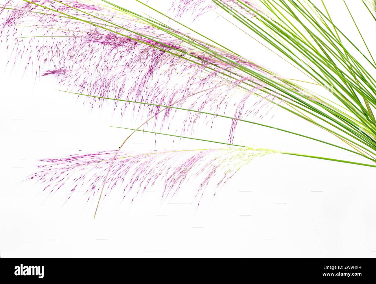 Rosa hairawn Muhly Grass - Muhlenbergia capillaris - bellissimi colori estivi e autunnali isolati su sfondo bianco. Arbusto perrenale o cespuglio con capi Foto Stock