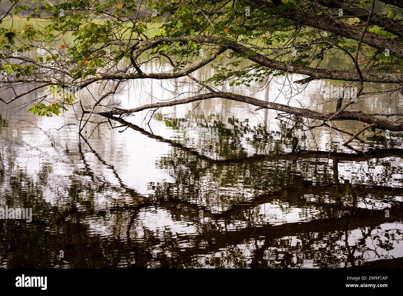 I rami degli alberi pendono sulle acque lisce di un laghetto calmo. Foto Stock