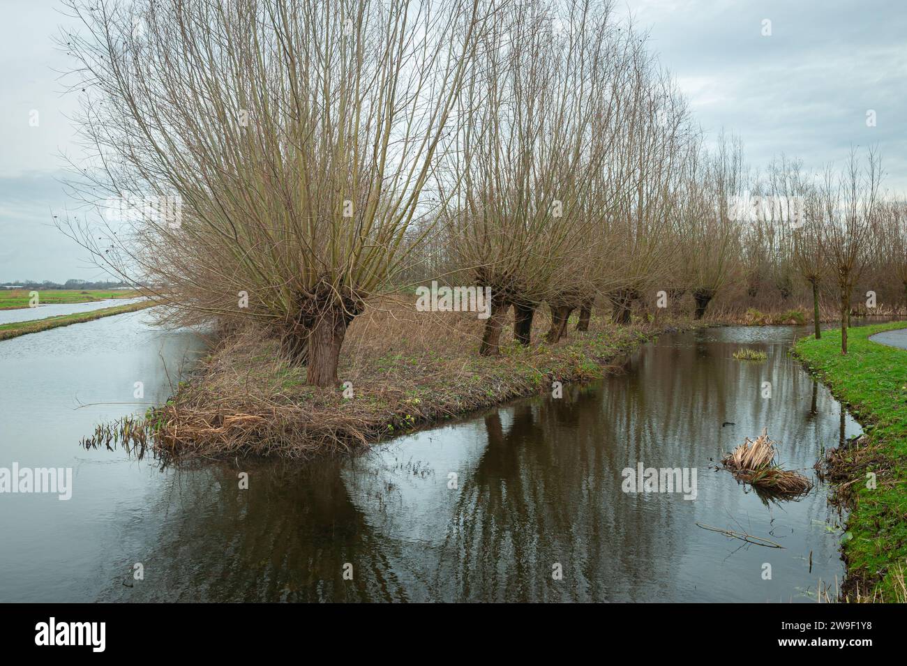 Salice Pollard (Salix) lungo l'acqua nel paesaggio dei polder vicino a Gouda, Paesi Bassi. Foto Stock