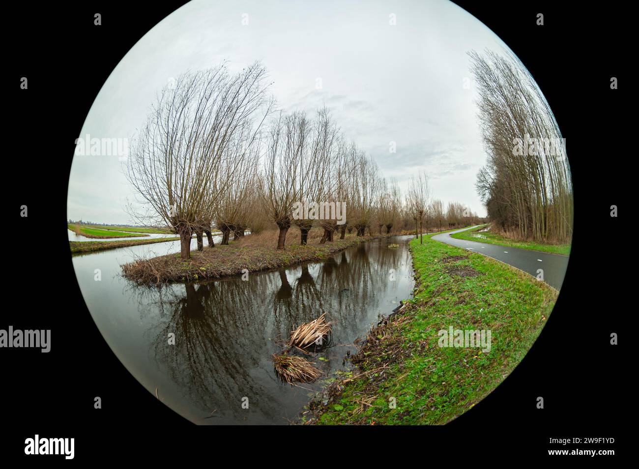 Vista a occhio di pesce dei salici di pollard (Salix) lungo l'acqua nel paesaggio dei polder ¨Bloemendaal¨ vicino a Gouda, Paesi Bassi. Foto Stock