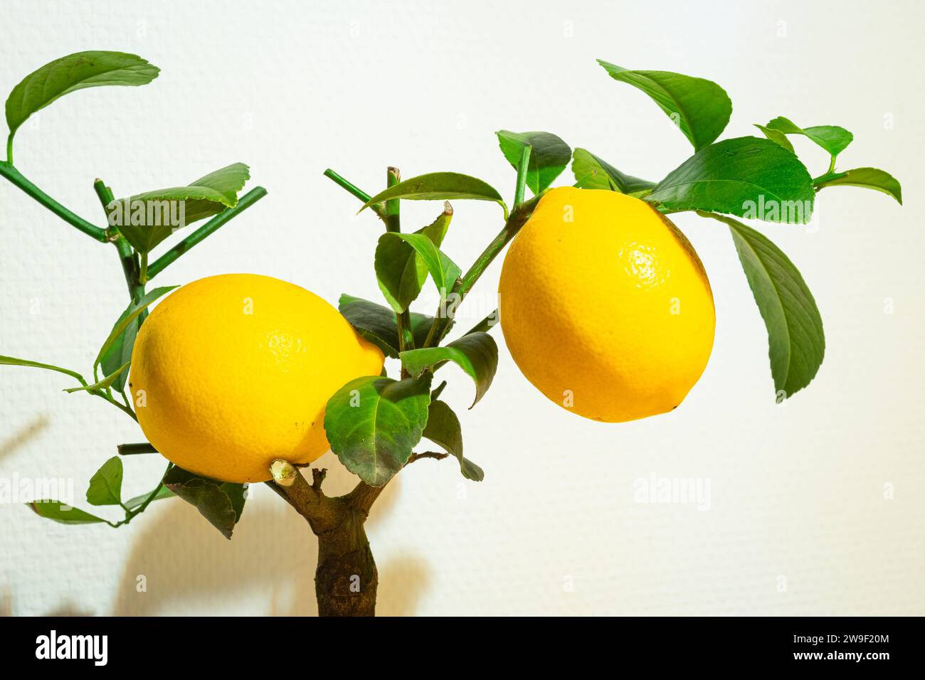 Piccola pianta di limone con due limoni in una pentola, per la decorazione a casa. Foto Stock