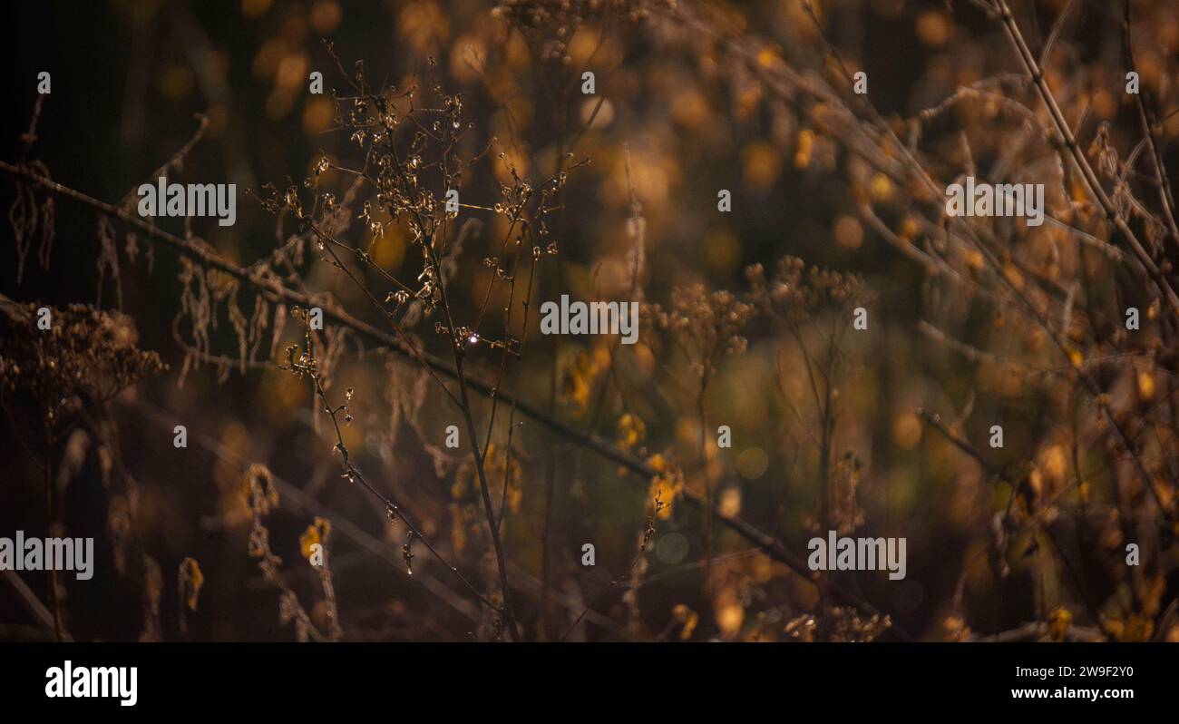Un vivace paesaggio verde caratterizzato da erba lussureggiante e vegetazione delicata Foto Stock