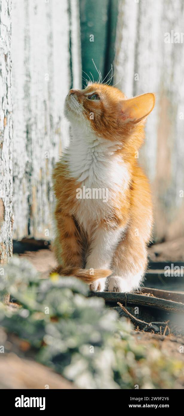 Un primo piano di un gattino a righe grigie e bianche, che guarda con i suoi occhi grandi e luminosi Foto Stock