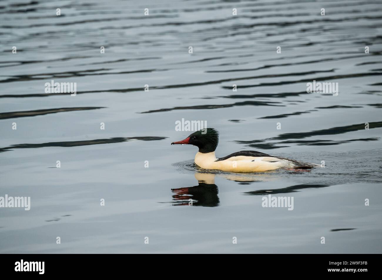 Un merganser comune maschio (drake) (Mergus merganser) sta nuotando sull'acqua al Juanita Bay Park, Lake Washington a Kirkland, nello stato di Washington, USA. Foto Stock